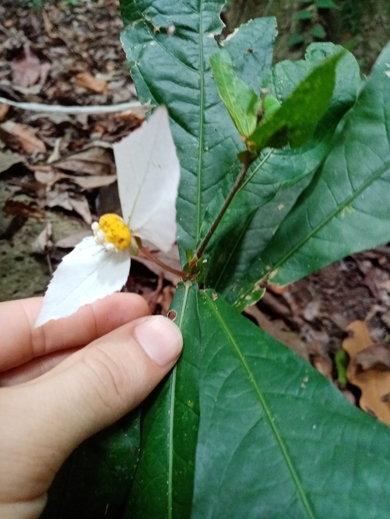 Dalechampia magnoliifolia photo 8
