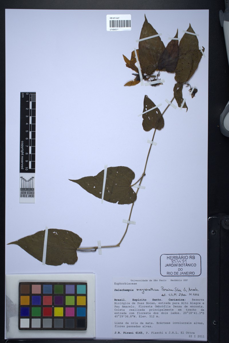 Dalechampia margarethiae