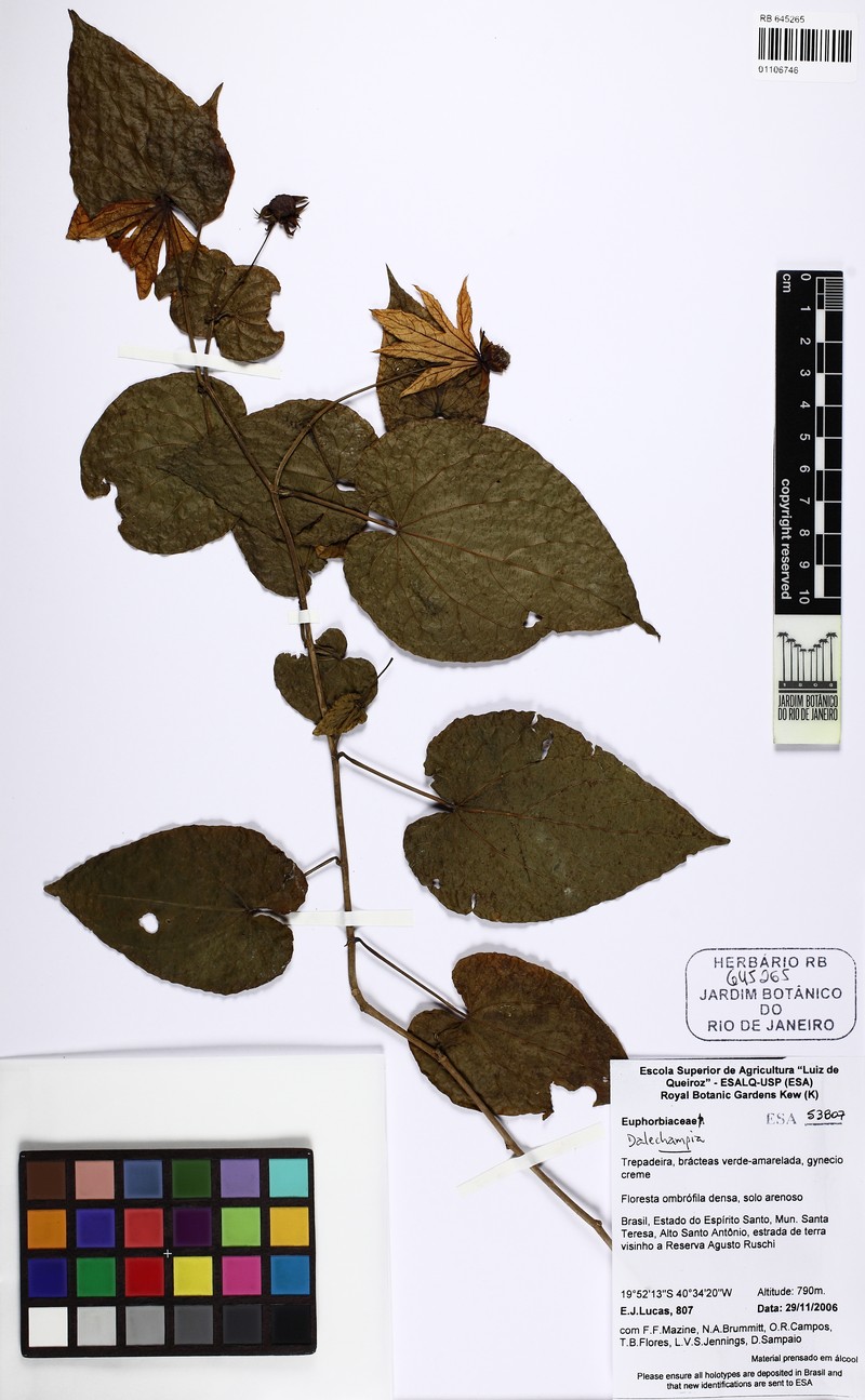 Dalechampia margarethiae photo 2