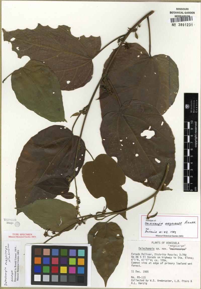 Dalechampia megacarpa