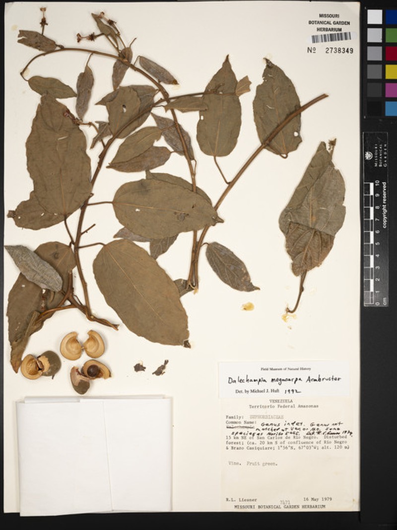 Dalechampia megacarpa photo 2