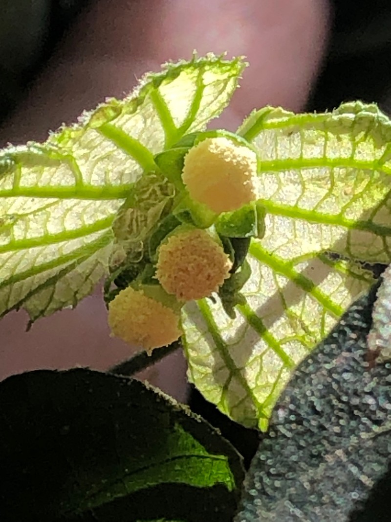 Dalechampia meridionalis