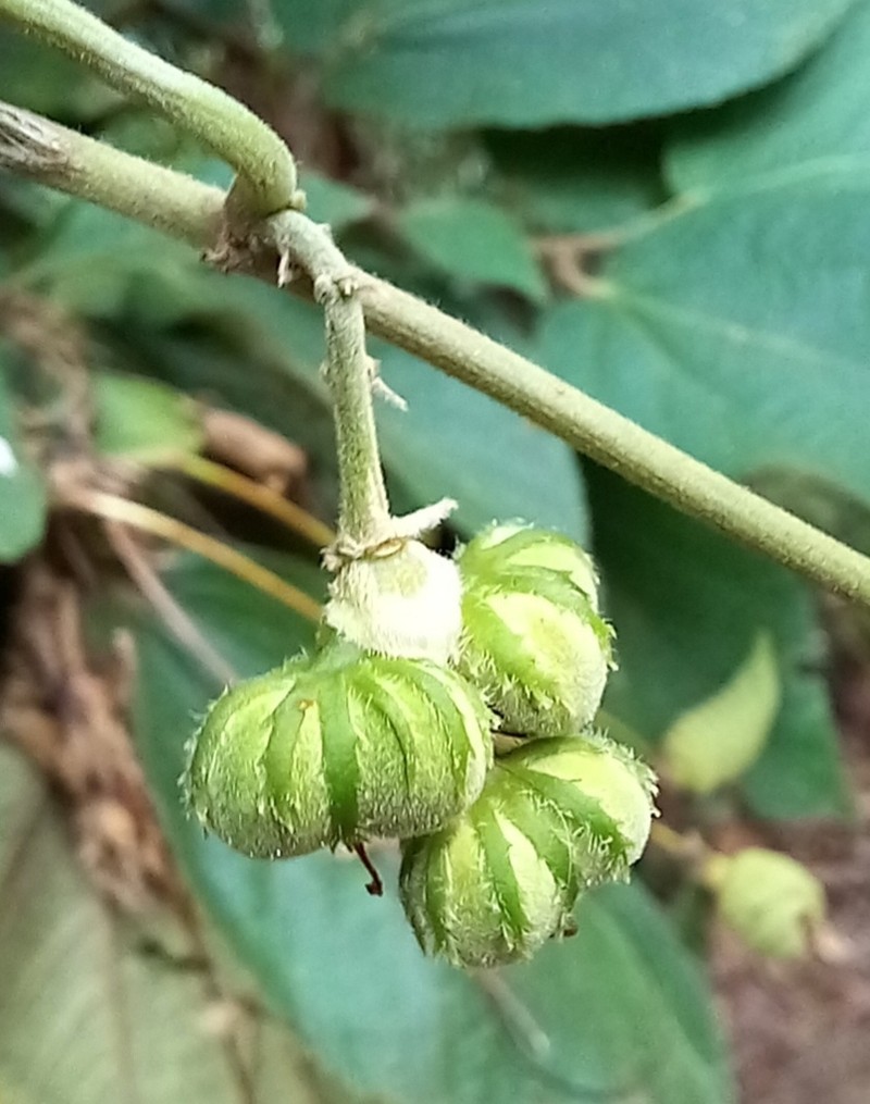 Dalechampia meridionalis photo 2