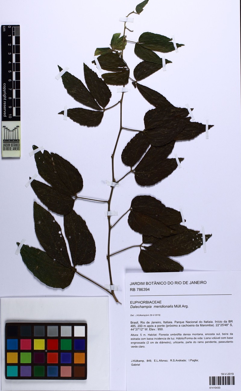 Dalechampia meridionalis photo 4