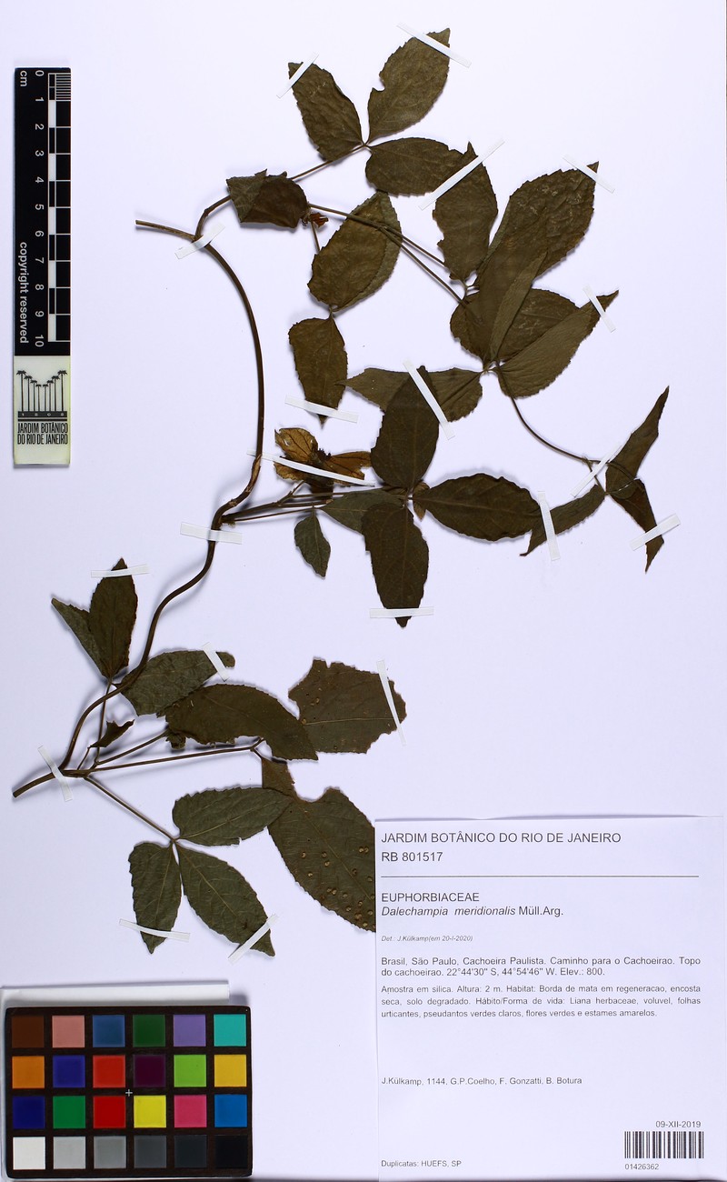 Dalechampia meridionalis photo 5