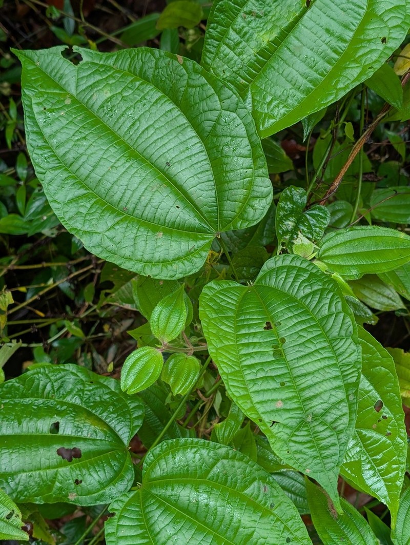 Dalechampia micrantha