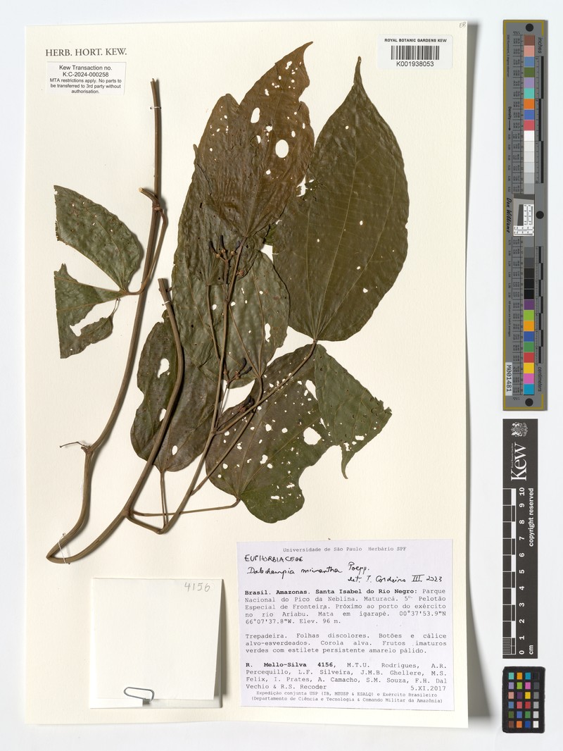 Dalechampia micrantha photo 2