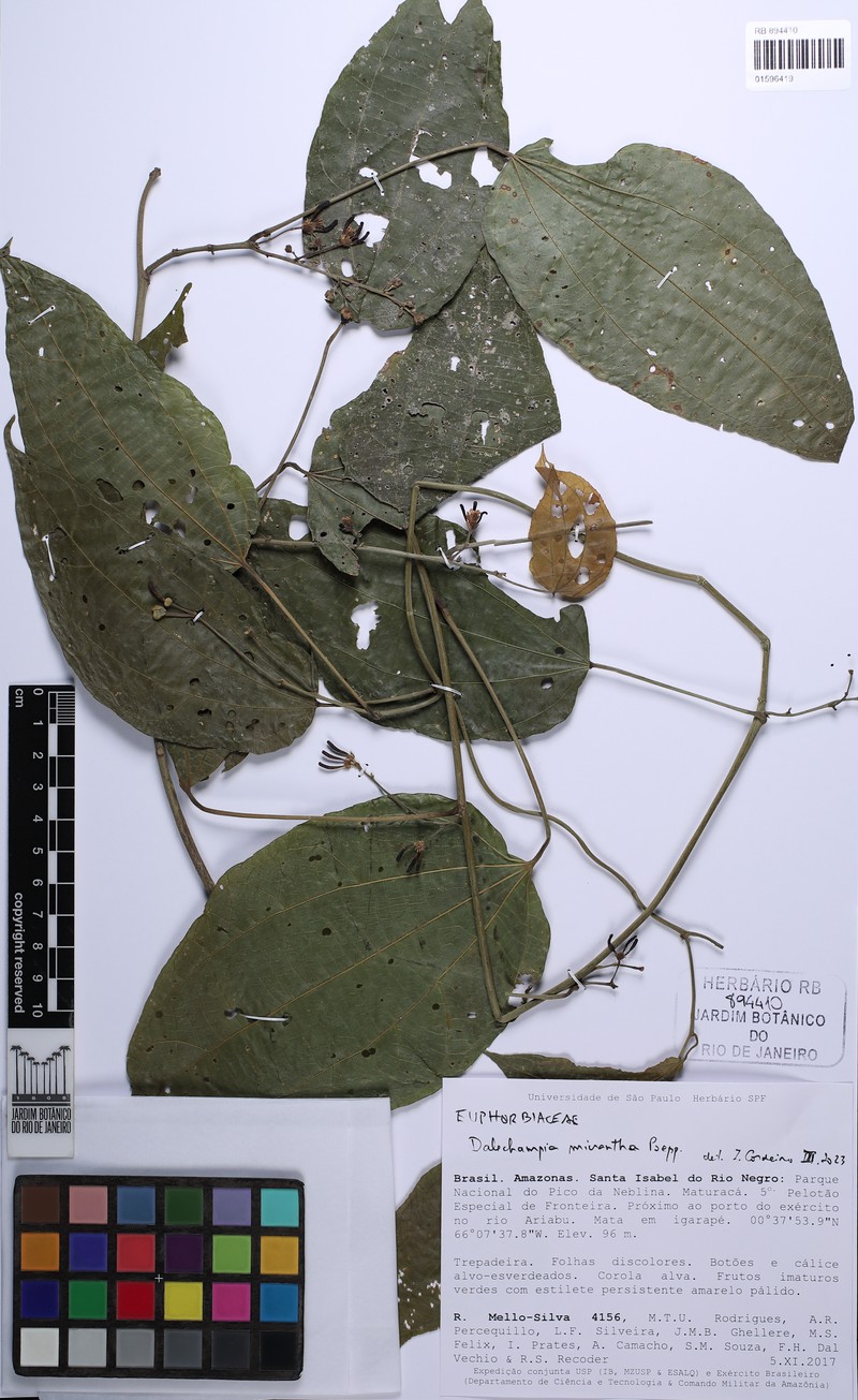 Dalechampia micrantha photo 3