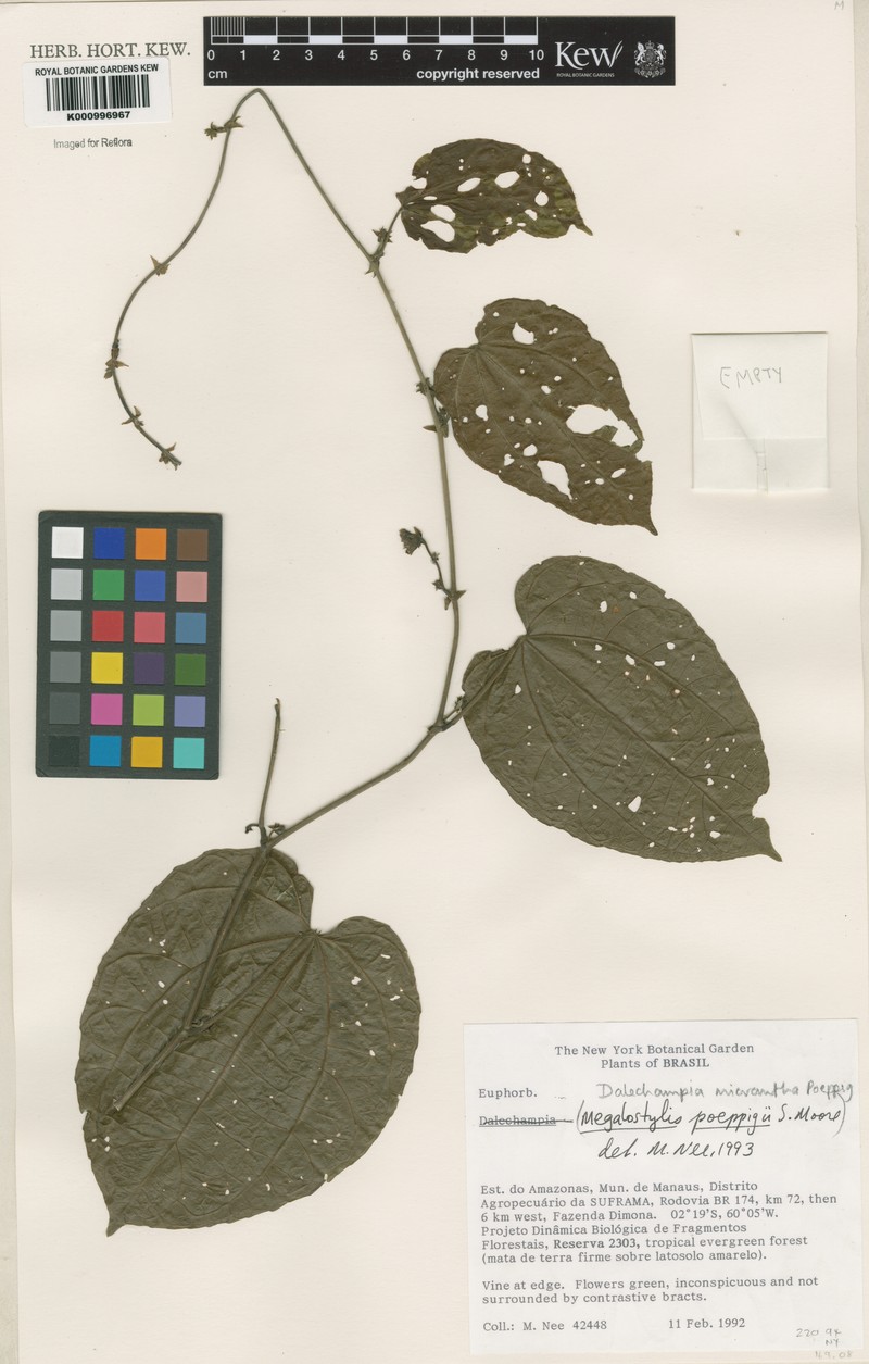 Dalechampia micrantha photo 4