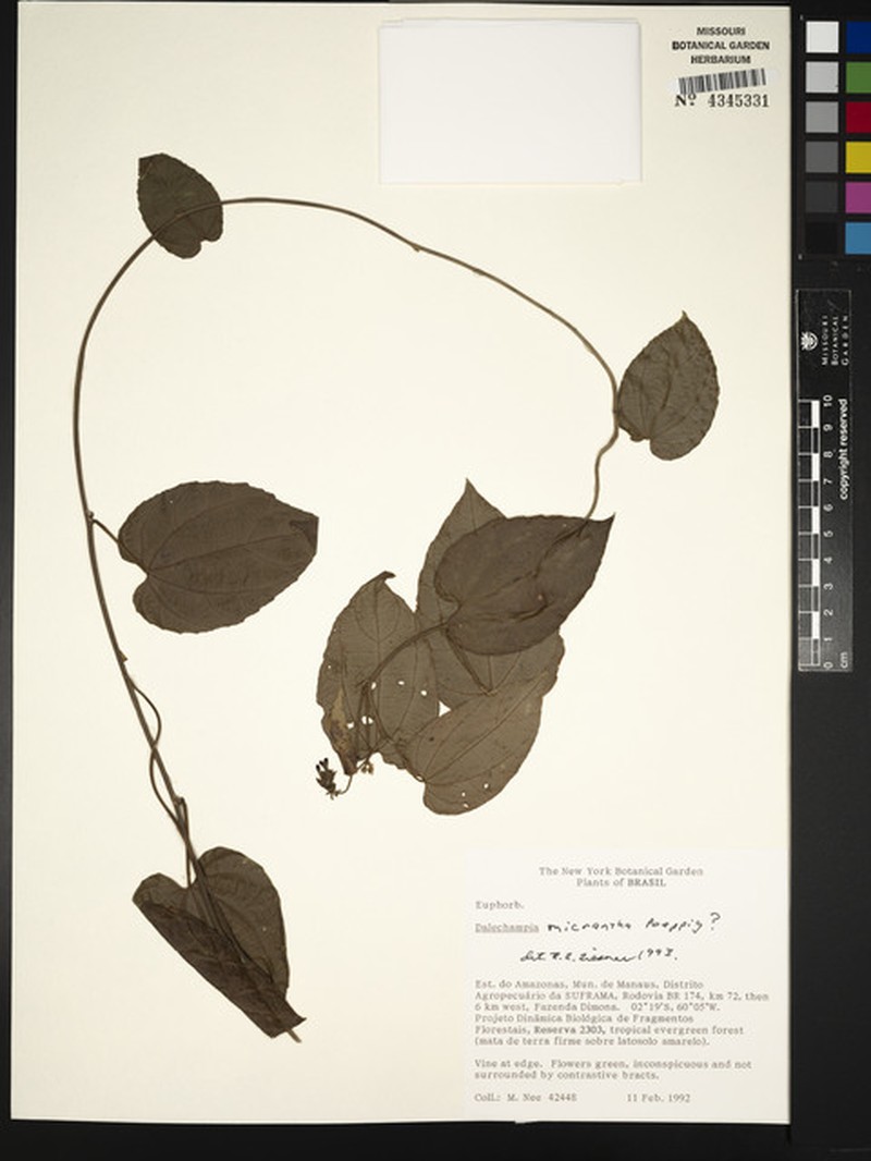 Dalechampia micrantha photo 5