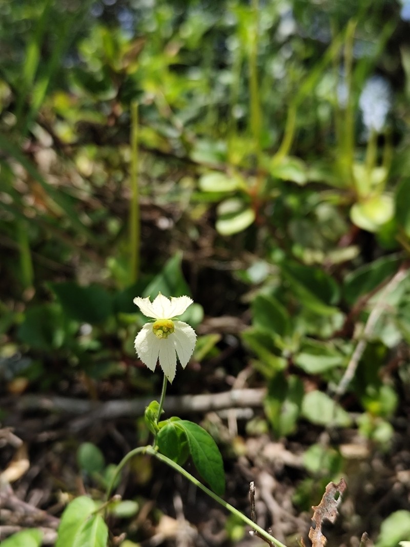 Dalechampia micromeria