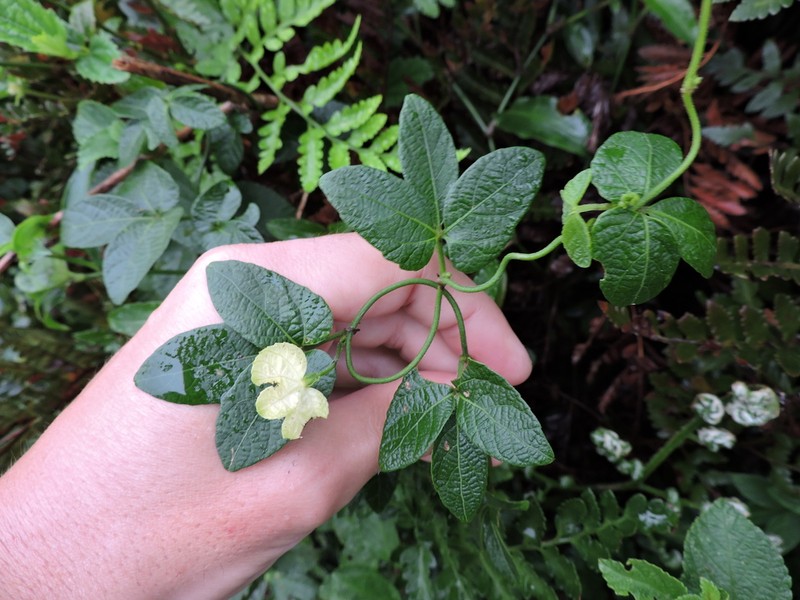 Dalechampia micromeria photo 2