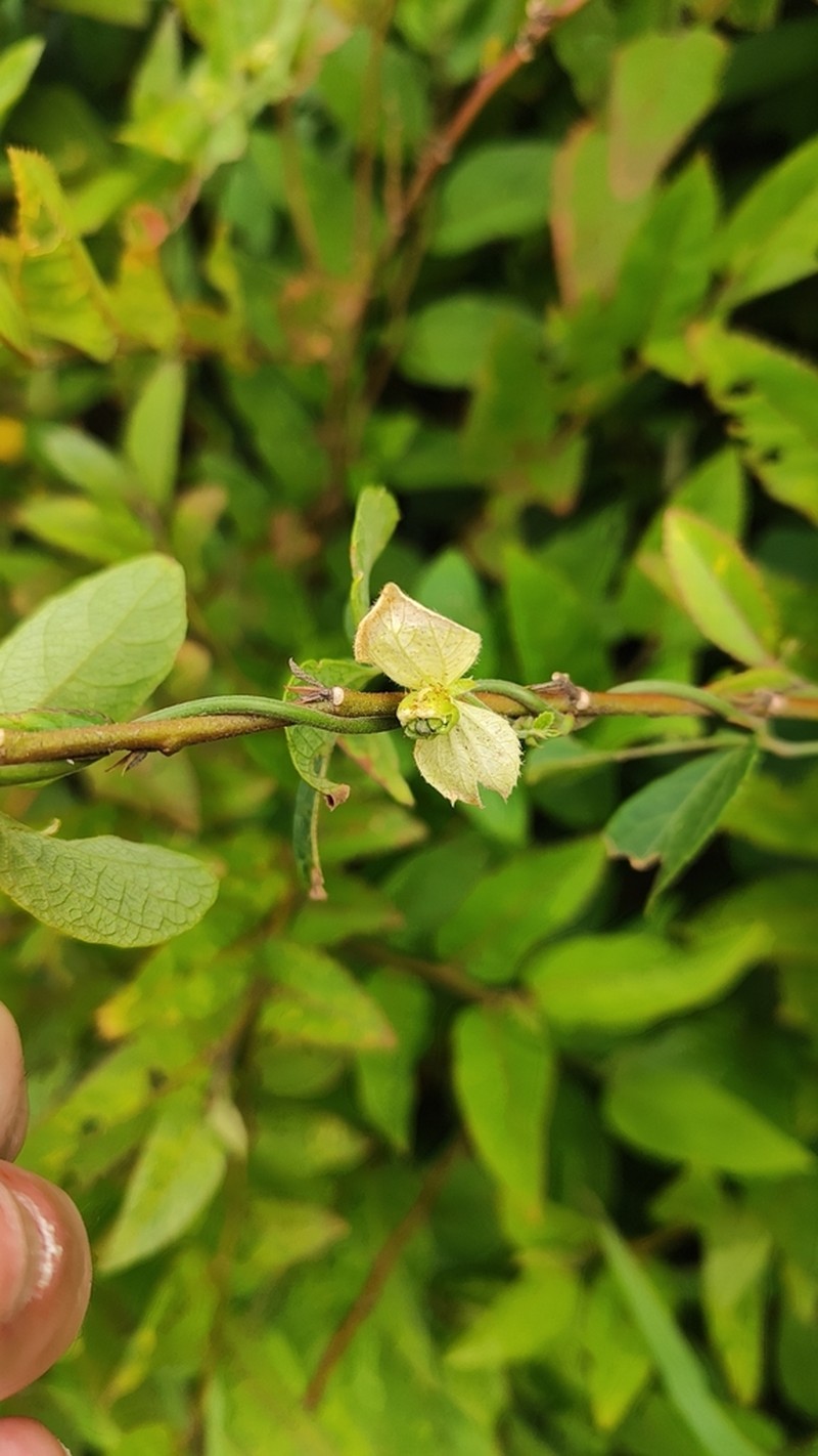 Dalechampia micromeria photo 3