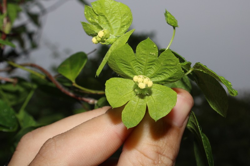 Dalechampia micromeria photo 4