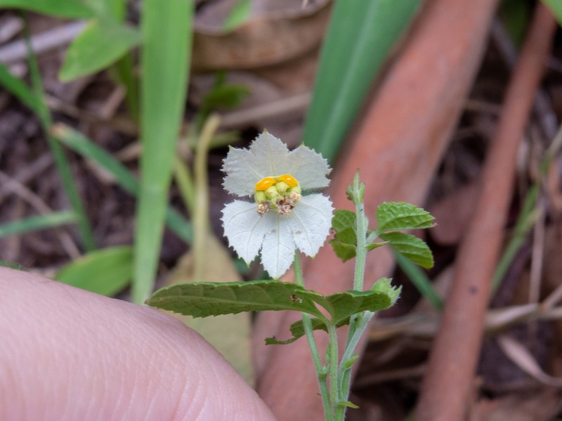 Dalechampia micromeria photo 5