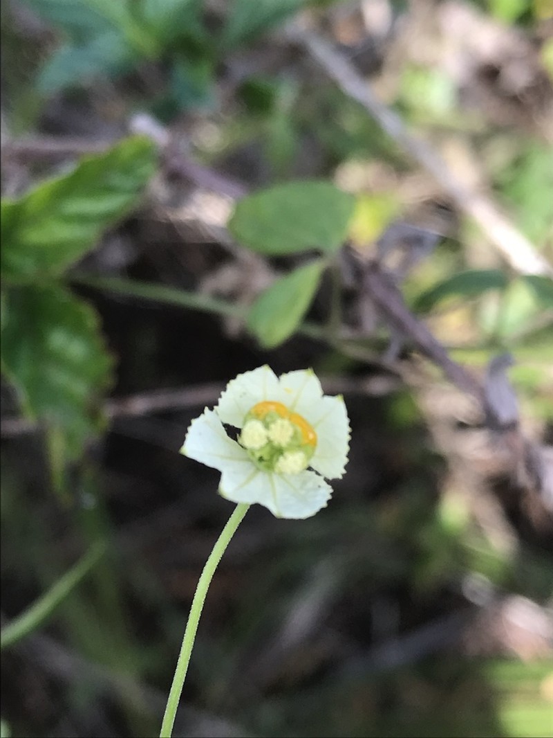 Dalechampia micromeria photo 6