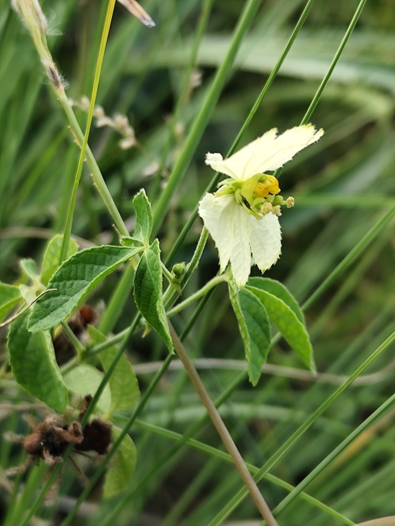 Dalechampia micromeria photo 7