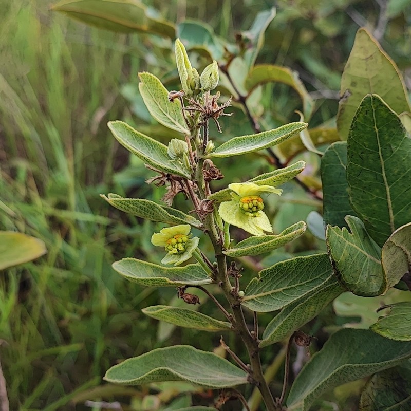 Dalechampia occidentalis