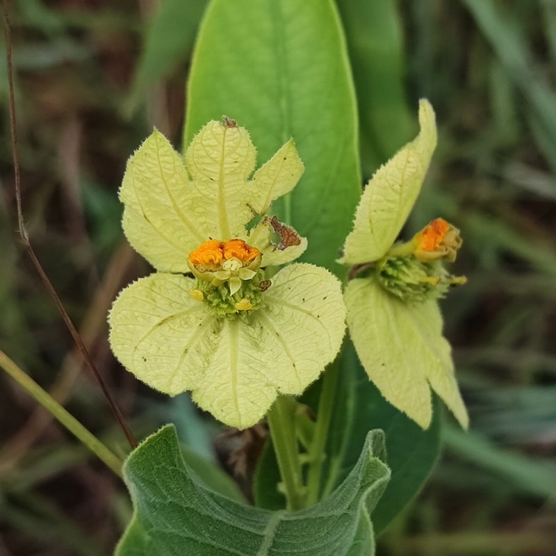 Dalechampia occidentalis photo 2