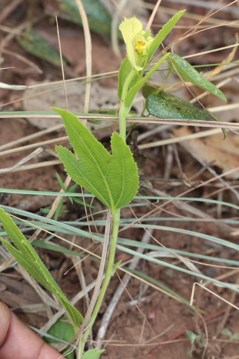 Dalechampia occidentalis photo 3