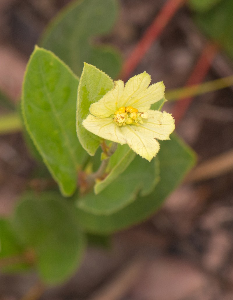 Dalechampia occidentalis photo 4