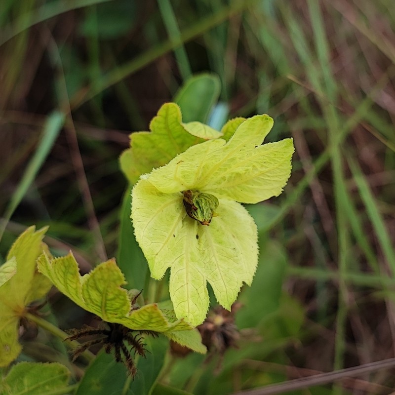 Dalechampia occidentalis photo 5