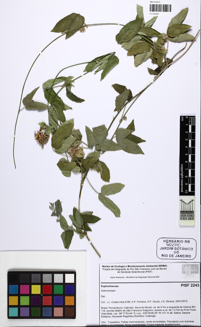 Dalechampia olfersiana