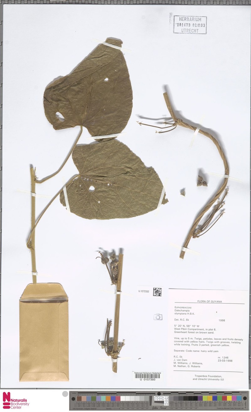 Dalechampia olympiana