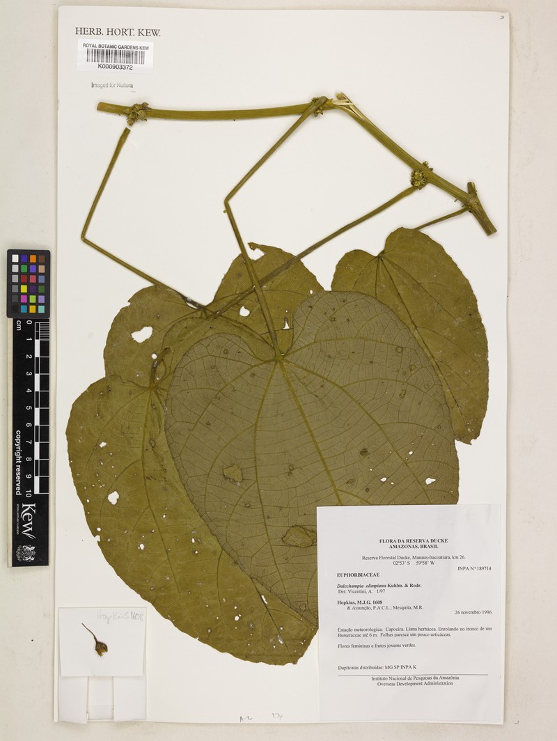 Dalechampia olympiana photo 3