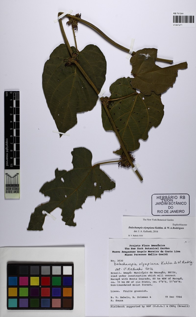 Dalechampia olympiana photo 4