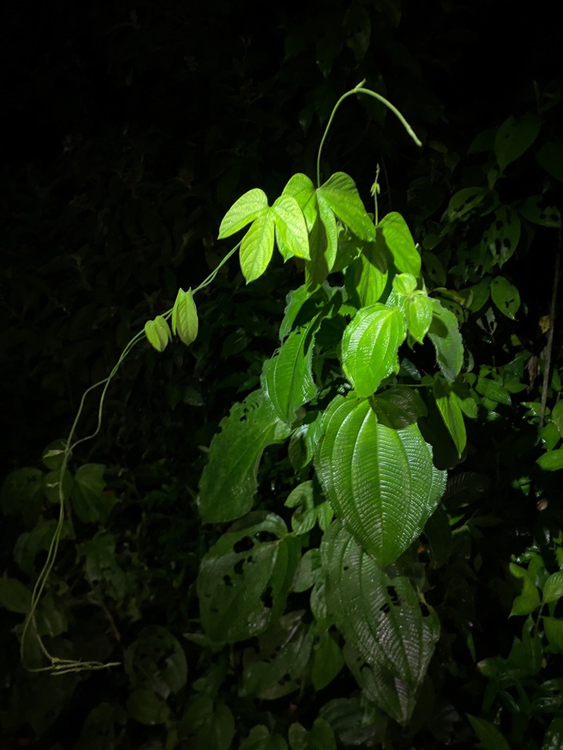Dalechampia osana