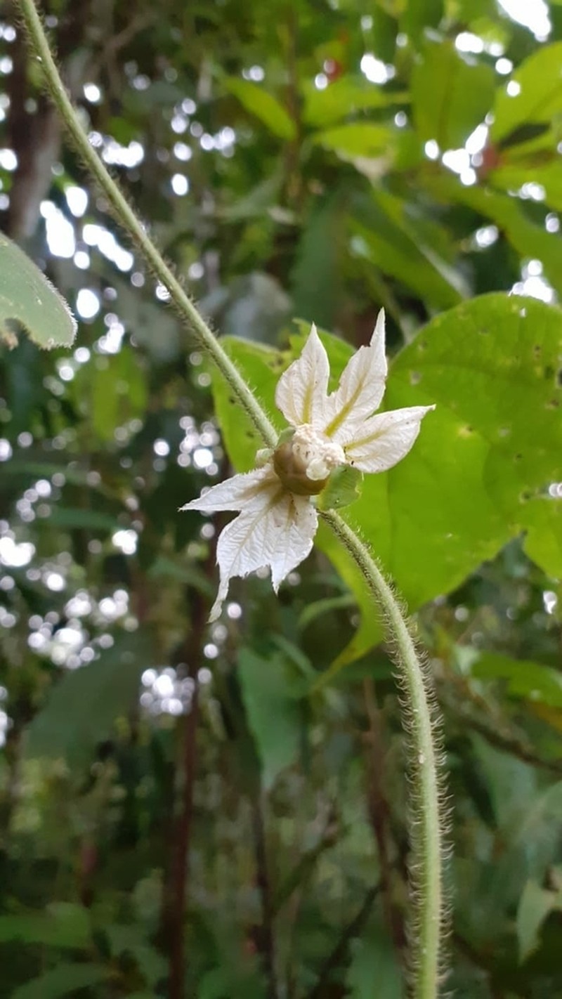 Dalechampia osana photo 2