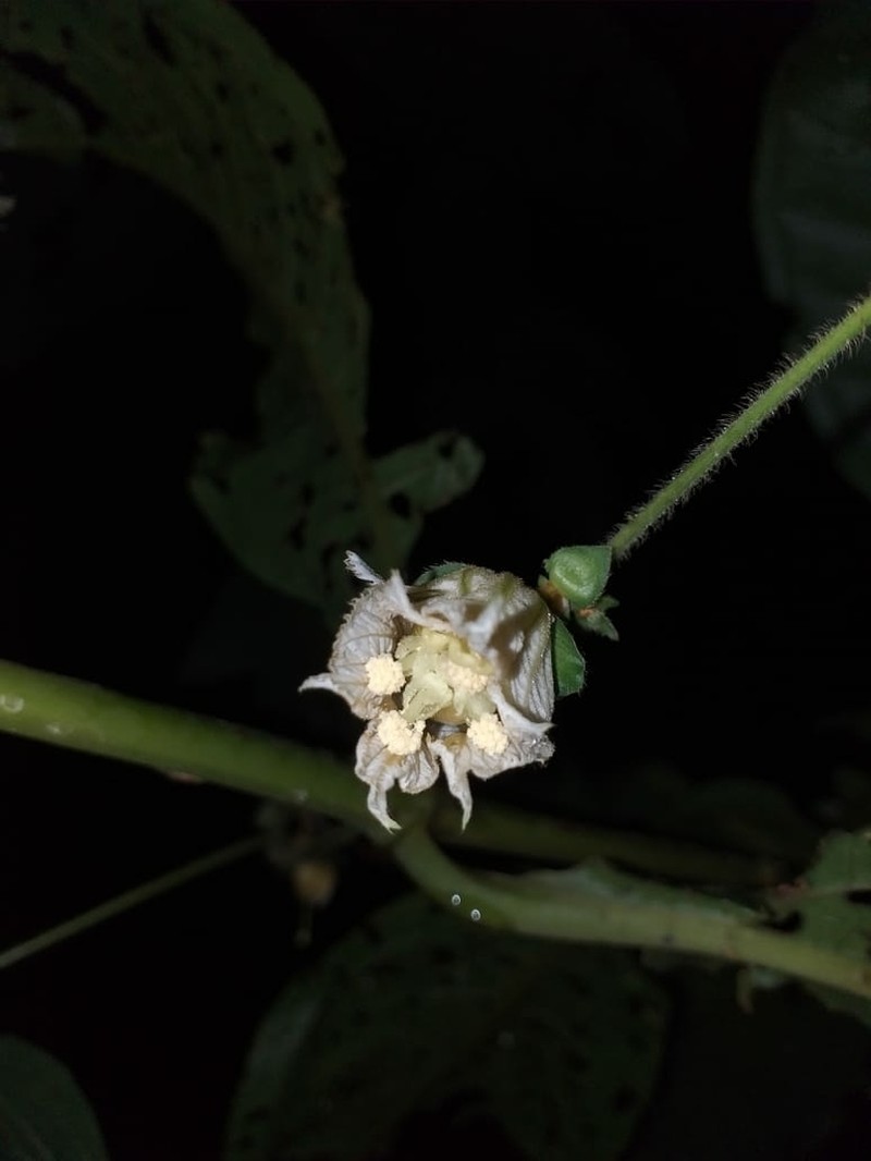 Dalechampia osana photo 3