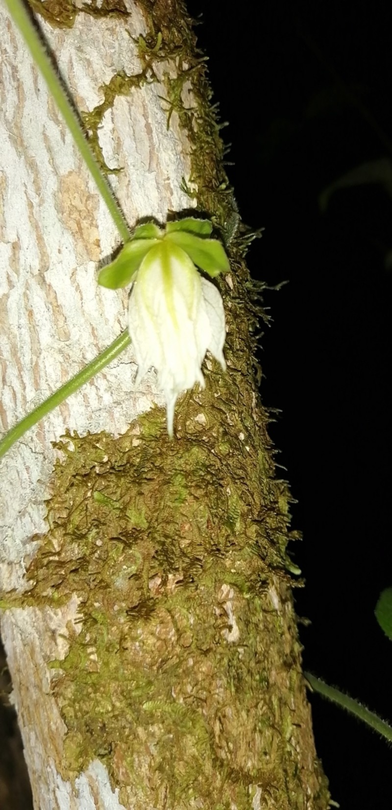 Dalechampia osana photo 4