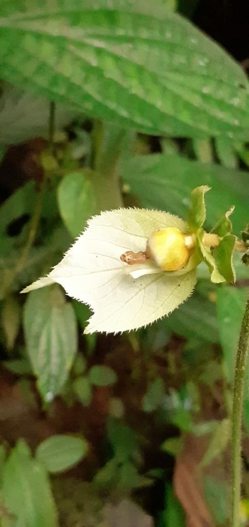 Dalechampia osana photo 5