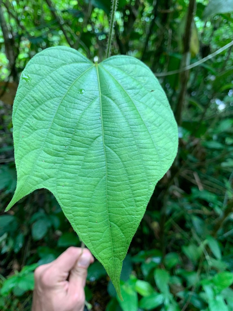 Dalechampia osana photo 6