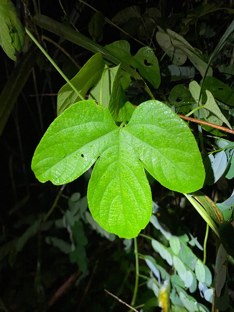 Dalechampia osana photo 7