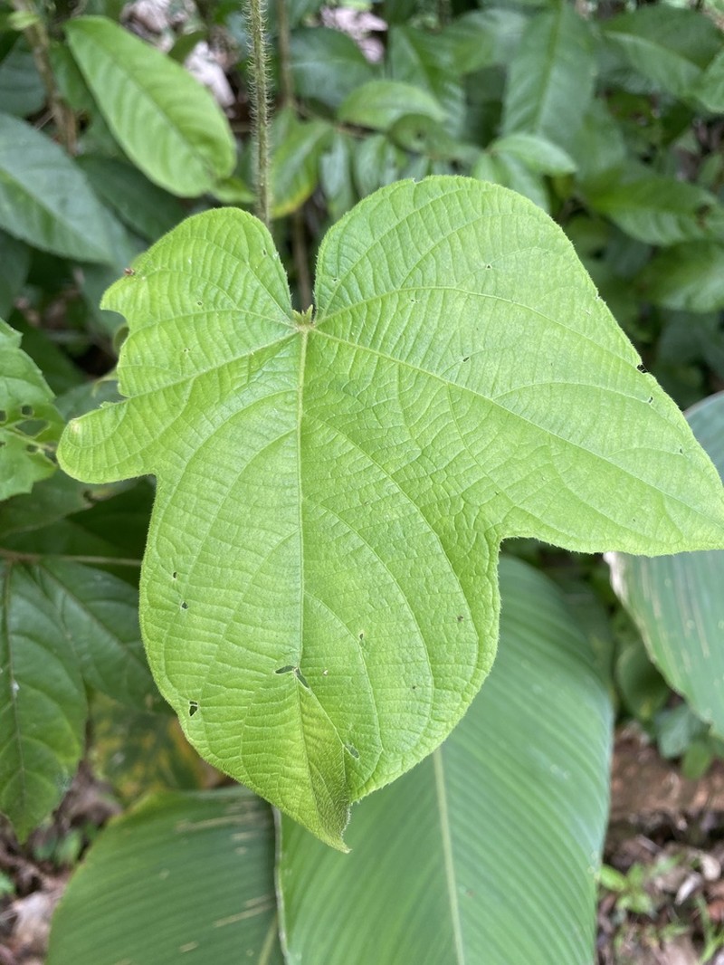 Dalechampia osana photo 8