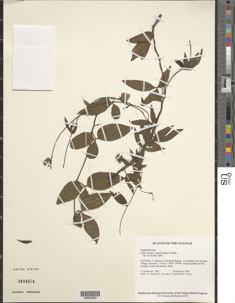 Dalechampia papillistigma