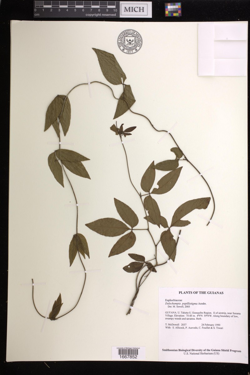 Dalechampia papillistigma photo 2