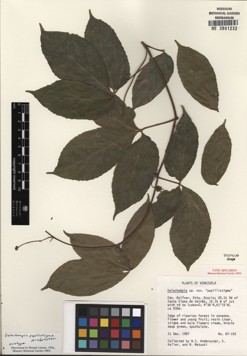 Dalechampia papillistigma photo 3