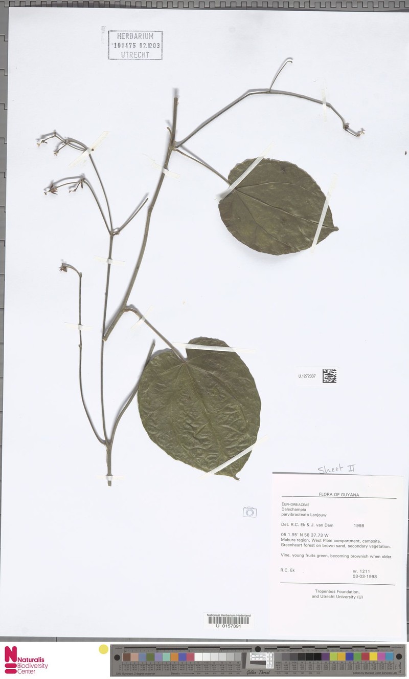 Dalechampia parvibracteata
