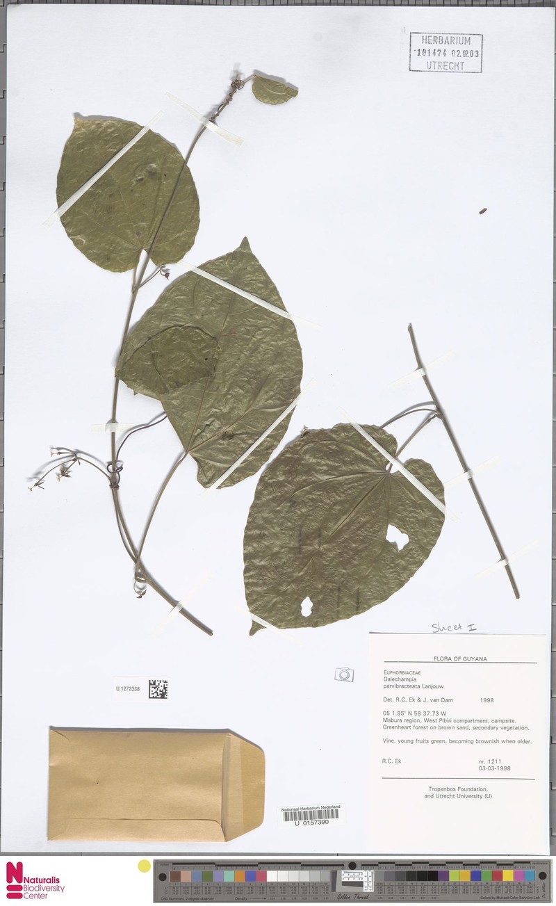 Dalechampia parvibracteata photo 2