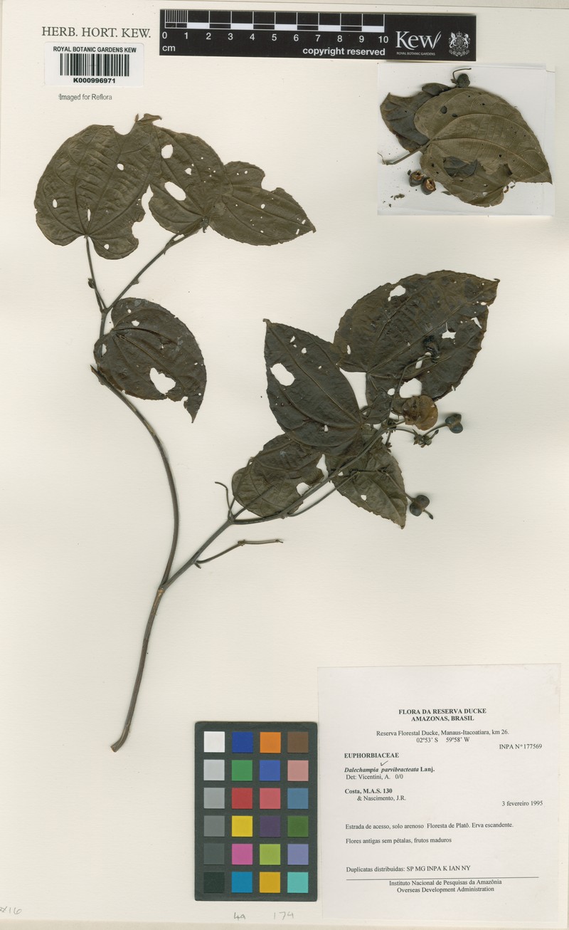 Dalechampia parvibracteata photo 3