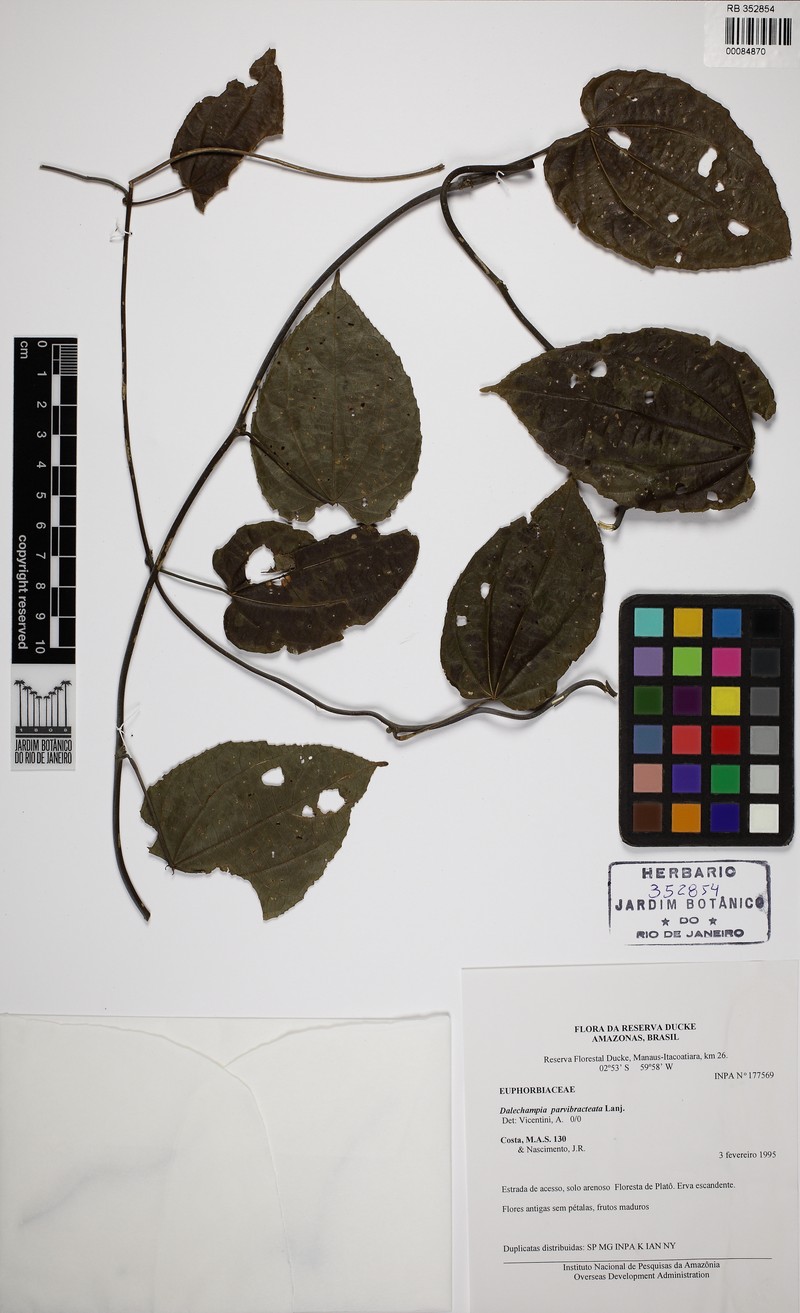 Dalechampia parvibracteata photo 4