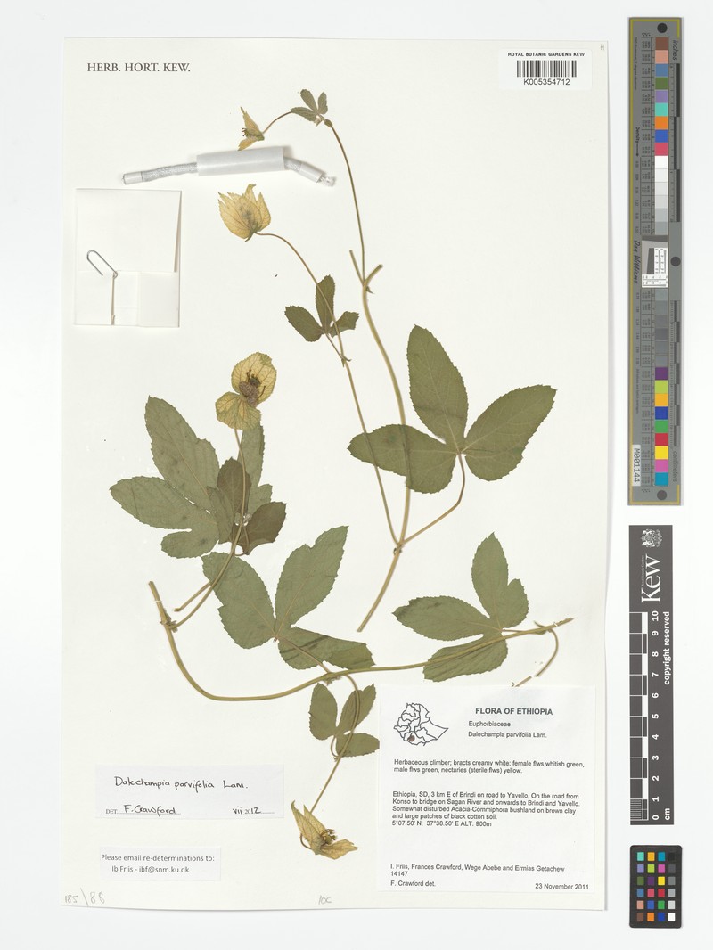 Dalechampia pavoniifolia