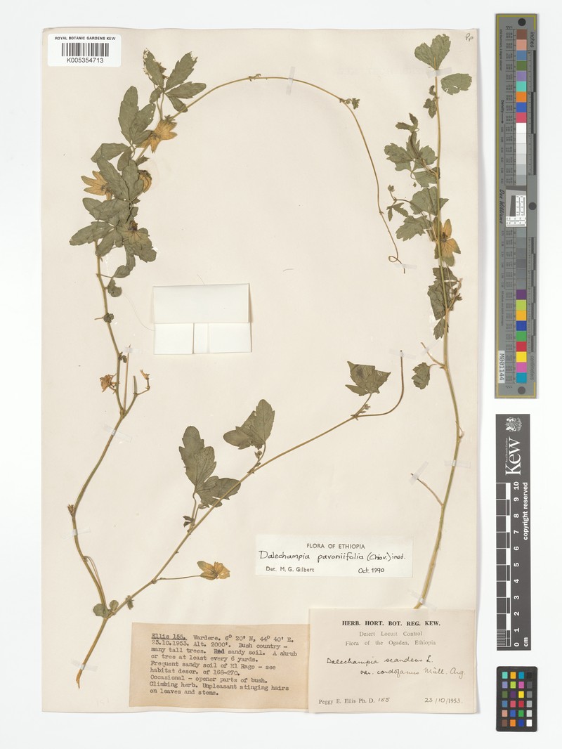 Dalechampia pavoniifolia photo 2