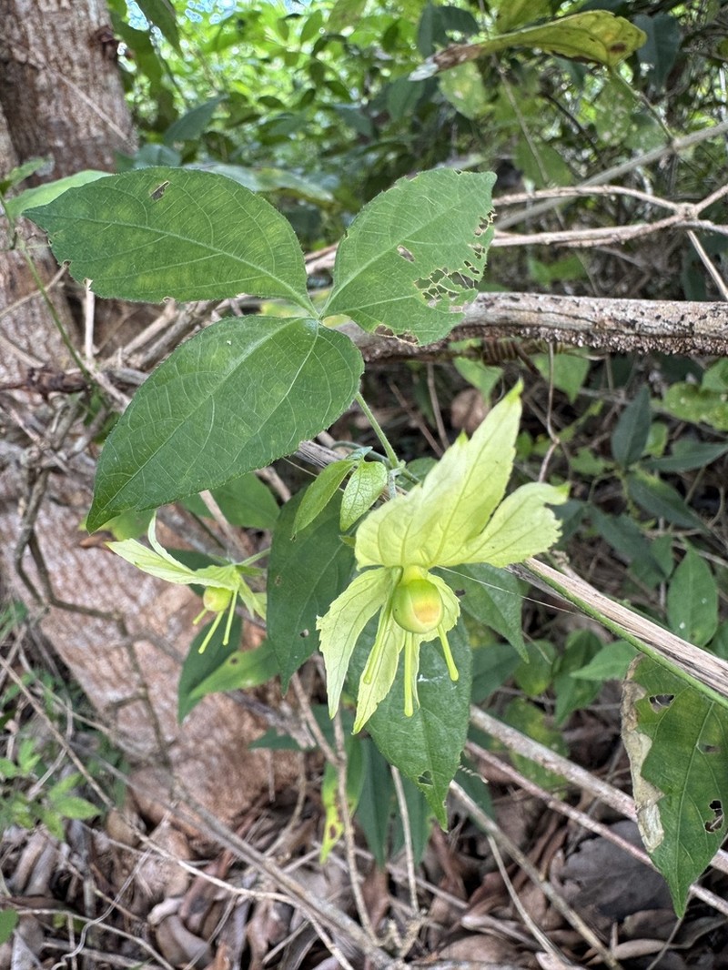 Dalechampia peckoltiana photo 2