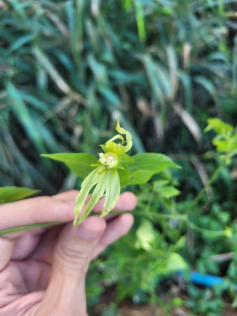 Dalechampia peckoltiana photo 3