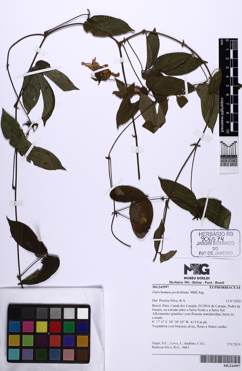 Dalechampia peckoltiana photo 4